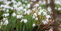 The snowdrop, the harbinger of spring.