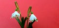 The snowdrop, the harbinger of spring. Royalty Free Stock Photo