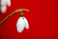 Snowdrop, the harbinger of spring. Royalty Free Stock Photo