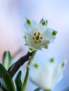 Snowdrop, the harbinger of spring. Royalty Free Stock Photo
