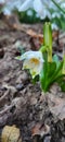 Snowdrop the harbinger of spring. Royalty Free Stock Photo