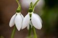 The snowdrop, the harbinger of spring.