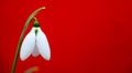 The snowdrop, the harbinger of spring.