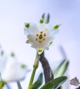 The snowdrop, the harbinger of spring. Royalty Free Stock Photo