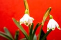 Snowdrop, the harbinger of spring. Royalty Free Stock Photo