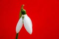 Snowdrop, the harbinger of spring. Royalty Free Stock Photo
