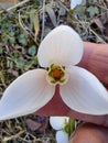 Snowdrop inside white pettels