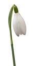 Snowdrop on isolated white background