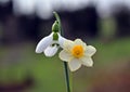 Snowdrop and narcissus, natural harmony Royalty Free Stock Photo