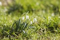 Snowdrop - one of the first spring flowers Royalty Free Stock Photo