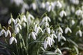 Snowdrop - one of the first spring flowers Royalty Free Stock Photo