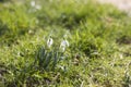 Snowdrop - one of the first spring flowers Royalty Free Stock Photo