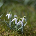 Snowdrop - one of the first spring flowers Royalty Free Stock Photo
