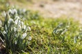 snowdrop - one of the first spring flowers Royalty Free Stock Photo