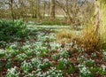 Snowdrop parade in the woods Royalty Free Stock Photo