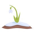 Snowdrop petal icon cartoon vector. Spring flower