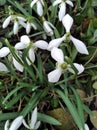 Snowdrop, primrose. Sparkling flowers.