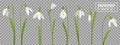 Snowdrop Realistic Flowers Set Royalty Free Stock Photo