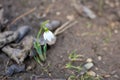 Snowdrop rise from the ground to announce spring Royalty Free Stock Photo