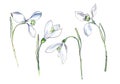 Snowdrop. Set of four small white flowers. Hand drawn watercolor illustration on a textured paper.