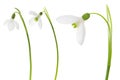 Snowdrop set.Three beautiful fresh spring snowdrop flower isolated on white background