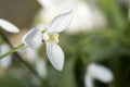 Snowdrop, wide opend snowdrop with blurred background Royalty Free Stock Photo