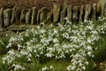 Snowdrop