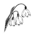 Snowdrop sprig with three flowers. black and white classic graphics. hatching. botanical illustration