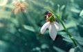 Big honey bee collecting pollen from white snowdrop flower in spring