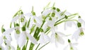 Snowdrop spring flower bouquet isolated on white background, close-up, springtime Royalty Free Stock Photo