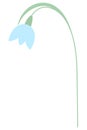 Snowdrop. Spring Flower. Color vector illustration. Blue bud. Tender plant with green stem. Flat style. Isolated background. Royalty Free Stock Photo