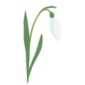 Snowdrop spring flower with leaning bud, isolated on white background, vector