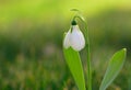 Snowdrop spring flower nature macro Royalty Free Stock Photo