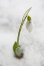 Snowdrop spring flower with snow Royalty Free Stock Photo