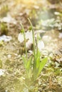 Snowdrop spring flower with snow Royalty Free Stock Photo