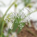 Snowdrop spring flower with snow Royalty Free Stock Photo