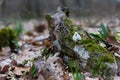 Snowdrop spring flower and tree trunk Royalty Free Stock Photo