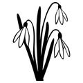 Snowdrop spring flower Royalty Free Stock Photo