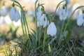 Snowdrop spring flowers in a clearing in the forest.