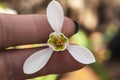 Snowdrop spring flowers.Delicate Snowdrop flower is one of the spring symbols .The first early snowdrop flower.White snowdrop Royalty Free Stock Photo