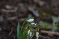 Snowdrop spring flowers. Delicate snow drop flower one of spring symbols. Fresh green white snowdrop growing in garden. Royalty Free Stock Photo