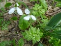 Snowdrop spring flowers.The first early snowdrop flower.White snowdrop . Galanthis in early spring gardens. Delicate Snowdrop Royalty Free Stock Photo