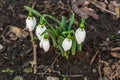 Snowdrop spring flowers. Snowdrop Snowdrop forest gardens Royalty Free Stock Photo