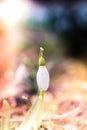 Snowdrop spring flowers in the forest with sun Royalty Free Stock Photo