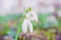 Snowdrop spring flowers in the forest with sun Royalty Free Stock Photo