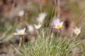 Snowdrop spring flowers. Fresh green well complementing the white blossoms. Royalty Free Stock Photo