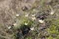 Snowdrop spring flowers. Fresh green well complementing the white blossoms. Royalty Free Stock Photo