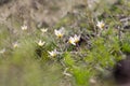 Snowdrop spring flowers. Fresh green well complementing the white blossoms. Royalty Free Stock Photo