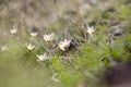 Snowdrop spring flowers. Fresh green well complementing the white blossoms. Royalty Free Stock Photo