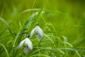 Snowdrop spring flowers. Galanthis in early spring gardens. Delicate Snowdrop flower is one of the spring symbols Royalty Free Stock Photo